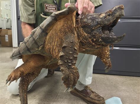 53-pound snapping turtle saved from pipe | AP News