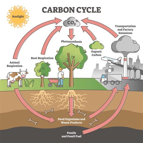 Carbon Cycle Diagram Wall Art | Digital Art