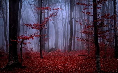 Red autumn foliage in foggy forest wallpaper | nature and landscape ...