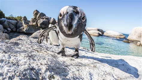 Boulders Beach: Get Close to African Penguins | &Beyond