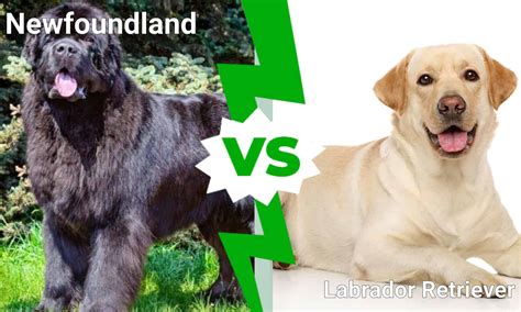 Newfoundland vs. Labrador Retriever : 5 Key Differences Explained - AZ ...