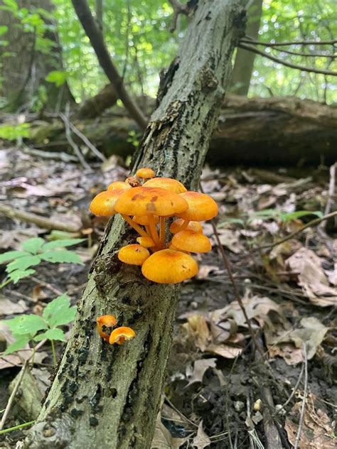 Fantastic Fungi of the Forest, Blacklick Woods Nature Center, Whitehall ...