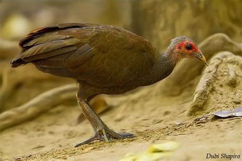 Philippine megapode - Alchetron, The Free Social Encyclopedia