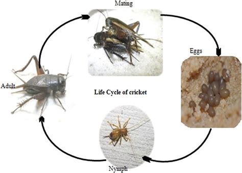 House Cricket Life Cycle