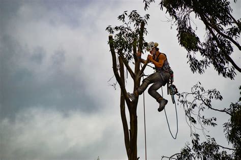 Why An Arborist Certification Is Important • Greenwood Tree Company