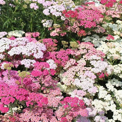 ACHILLEA - Shore Acres Plant Farm