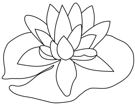 Lily Flower Line Drawing at GetDrawings | Free download