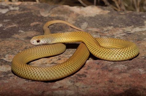 Mulga or King Brown Snake Pseudechis australis | Snake, Pet snake ...