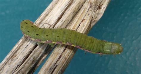 Beet Armyworm Moth Spodoptera exigua (Hubner, [1808]) | Butterflies and ...