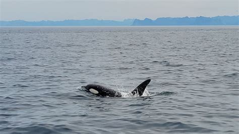 Killer Whale - Orcinus orca - Observation.org