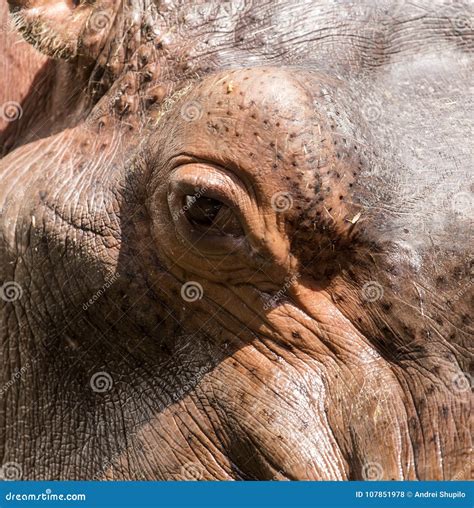 Eye hippo in nature. macro stock photo. Image of head - 107851978