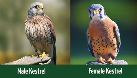 Male Kestrel vs Female Kestrel: How To Tell the Difference? - Optics Mag