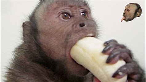 How Do Monkeys Eat Bananas