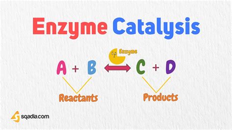 Enzyme Catalysis | Kinetics Biochemistry for Students