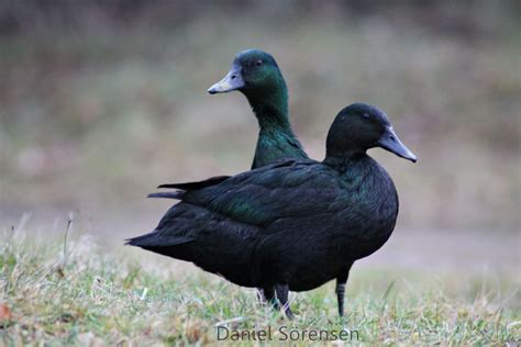 Small animals name in hindi | Exeter