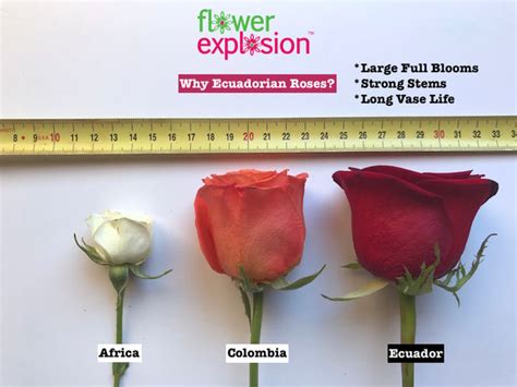 Why Are Ecuadorian Roses The Best In The World? – Flower Explosion