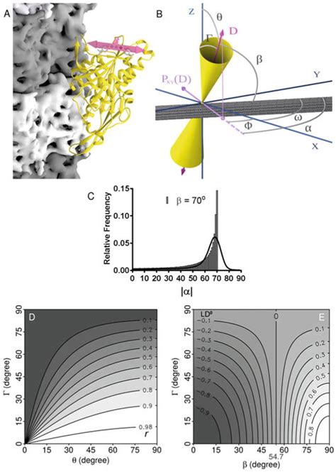 Use of Single Molecule Fluorescence Polarization Microscopy to Study ...