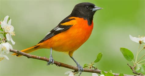 Baltimore Oriole Overview, All About Birds, Cornell Lab of Ornithology