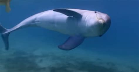 Researchers Observe Dolphins Getting High On Puffer Fish - The ...