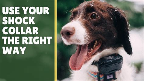 5 Tips: E-Collar Dog Training for Beginners – WeightBlink