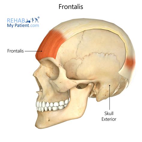 Frontalis | Rehab My Patient