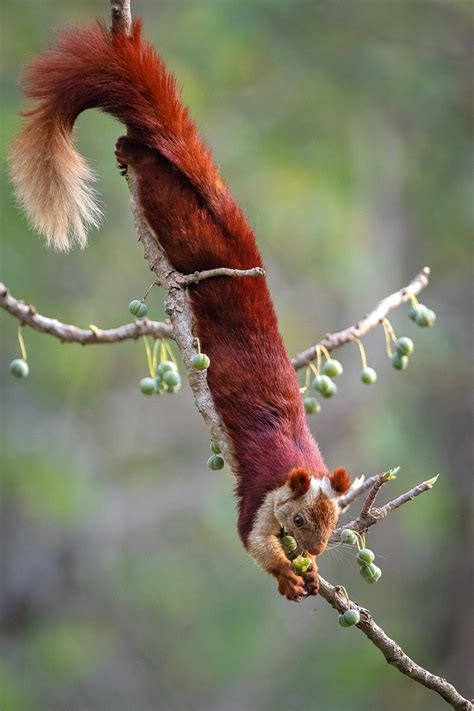 The Giant Squirrels Of India | Nature inFocus