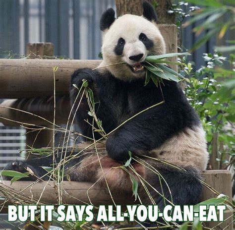 Funny cute panda eating bamboo leaves meme || When hungry but not ...