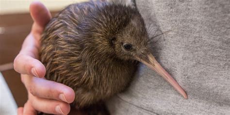 Keeping Up With the Kiwi | Smithsonian's National Zoo and Conservation ...