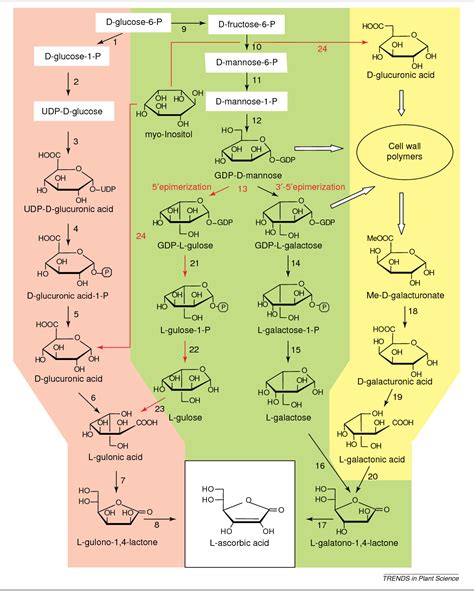 Figure 1 from Biosynthesis of L-ascorbic acid in plants: new pathways ...