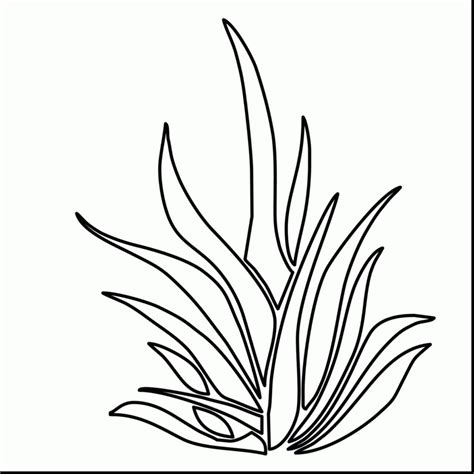 Seaweed Drawing at GetDrawings | Free download