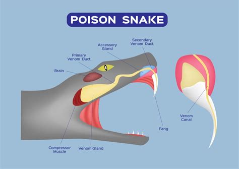 Snake Anatomy - Information » Petsoid