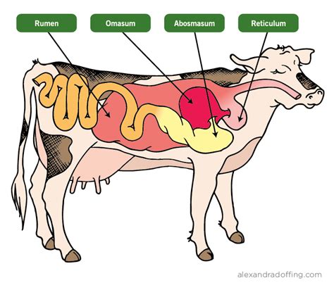 TOUCH questa immagine: Cow's digestive system by Angela Salvato ...