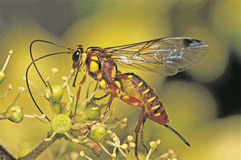 Nature’s calling: Ichneumon wasp | Southlands Sun