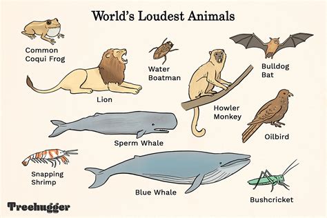 11 of the Loudest Animals on Earth