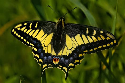 Anise Swallowtail by raguilarr on DeviantArt