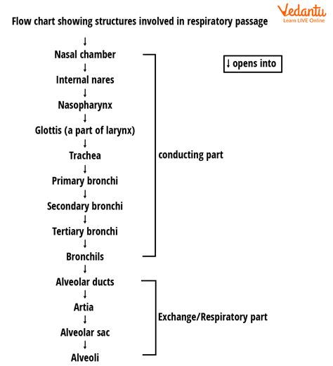 Respiratory System Flow Chart For Kids