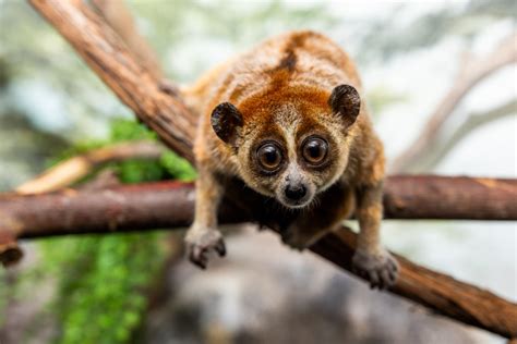 Pygmy slow loris | Smithsonian's National Zoo