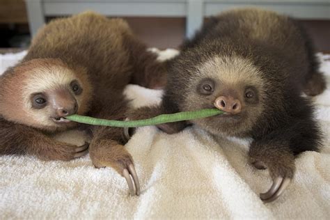 Baby Sloth Eating