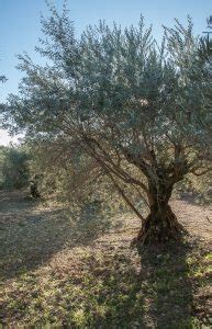 Xylella fastidiosa found on olive trees in France • XF-ACTORS