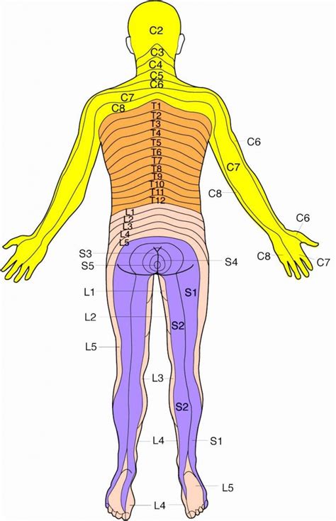 Printable Dermatome Chart Pdf