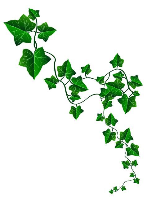 plant vine clipart 10 free Cliparts | Download images on Clipground 2024