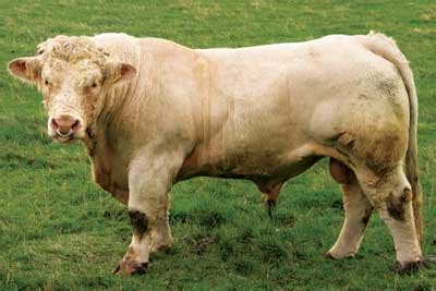 Charolais Cattle