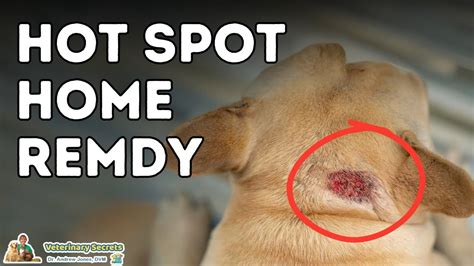 Best Dog Hot Spot Home Remedy - YouTube