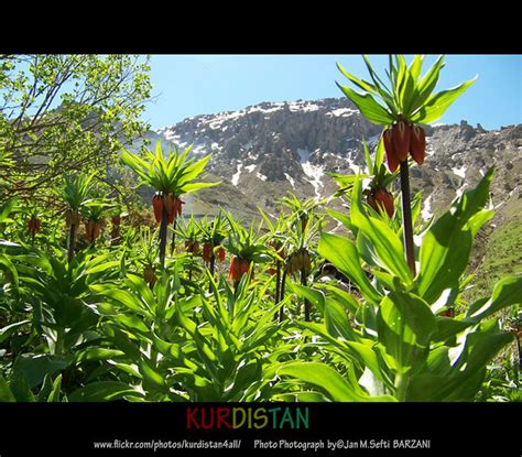 "Kurdistan Flowers" Nature Landscape | KURDISTAN🌟 كوردستان | Flickr