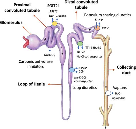 Furosemide Mechanism Of Action