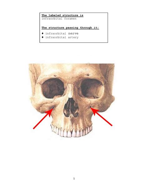 Anatomy II (prac - infraorbital foramen The structure passing through ...