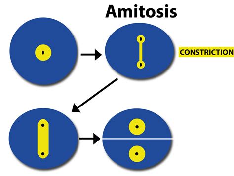 Amitosis is a characteristic of -(a)Higher plants(b)Higher animals(c ...