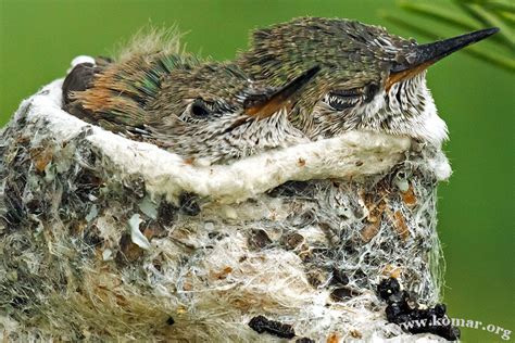 Baby Hummingbird Nest - COOL!