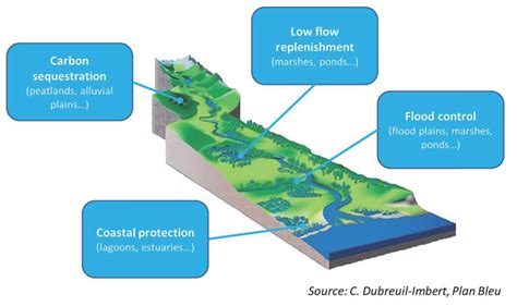 The role of wetlands in climate change adaptation is under appreciated ...