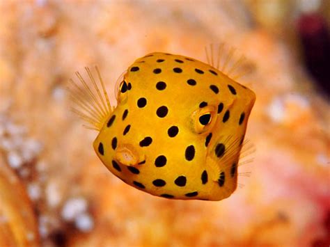 Cube Trunkfish Information and Picture | Sea Animals